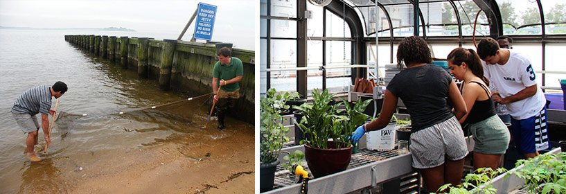 Collage of environmental studies including beakers and students in a greenhouse