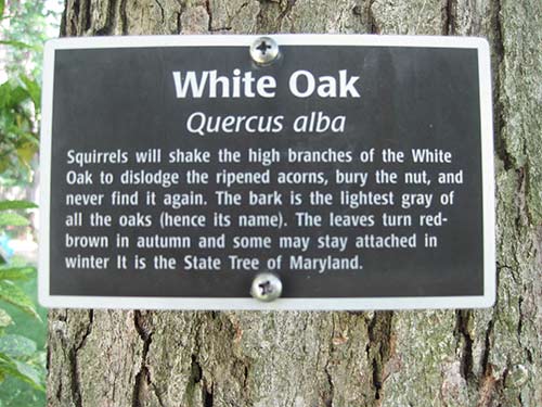 White Oak sign