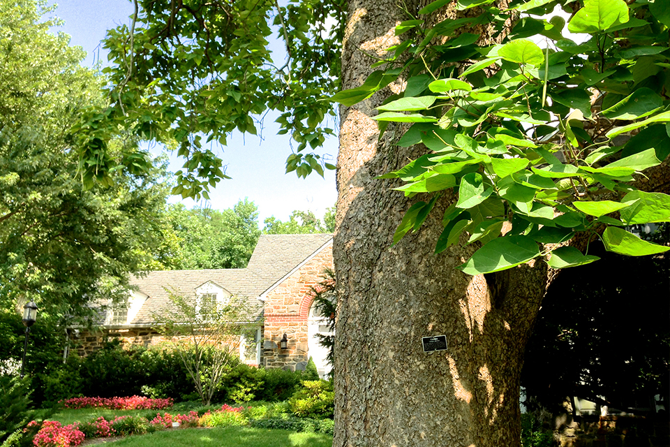 A tree provides shade for the Alumni House and its gardens.
