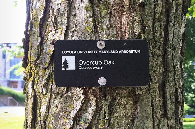 An overcup oak tree on campus.