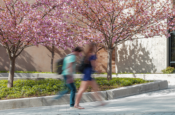 Students walk underneath a cherry blossom tree in full bloom.