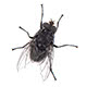 Small photograph of a fly