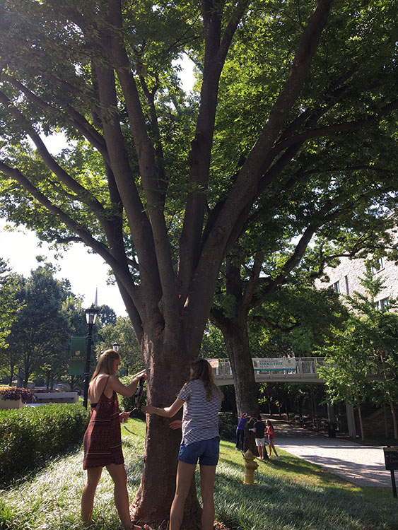 Students measuring a tree trunk