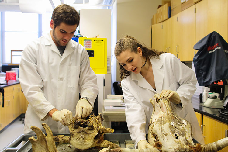 Two students examining an ox skull