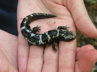 A live salamander held in a hand