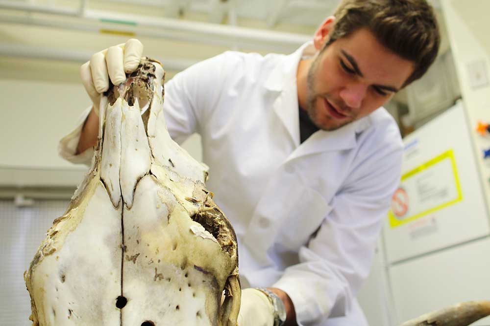 Student examining a large ox skull in a science lab