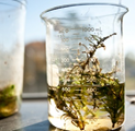 Plant in liquid in beaker