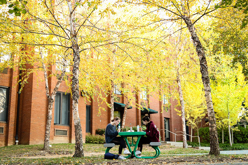 Two students sitting at a bench underneath bright, yellow trees on a sunny, Fall day