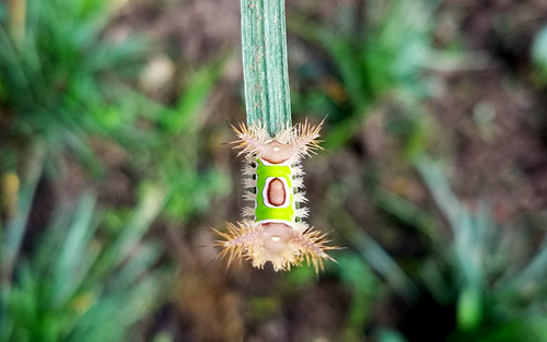 baby caterpillar 