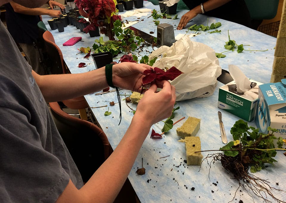 Students splitting plants and planting them