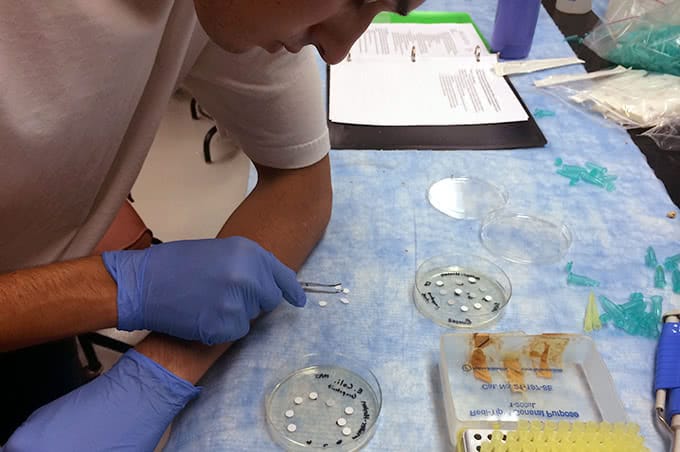 Student using foreceps to place samples in a petri dish