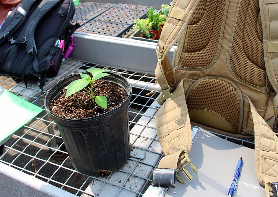 A young pepper plant growing in a pot next to a backpack