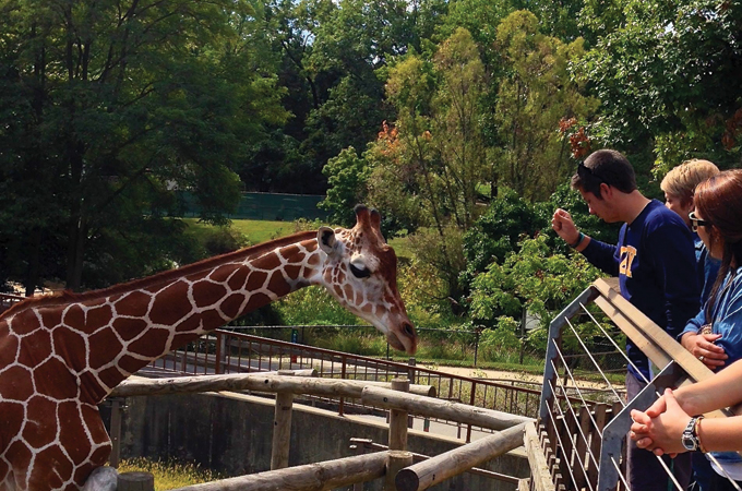 A view of the giraffes at the Maryland Zoo.