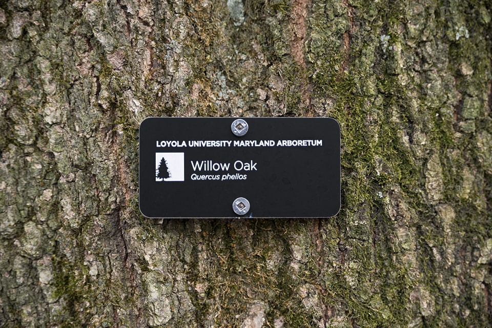 Tag on a tree in Loyola's arboretum that reads 'Willow Oak'