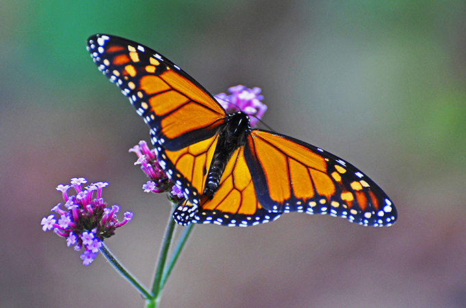 Monarch butterfly perched on a flower.