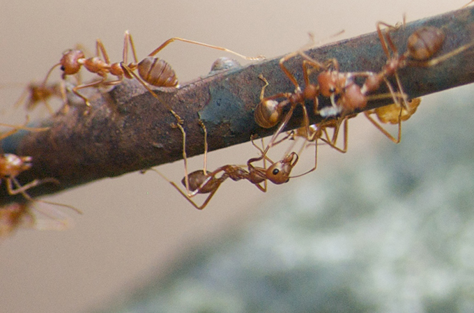 Fire red ants climbing and walking across a small branch.