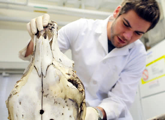 A student examines an ox skull in a lab