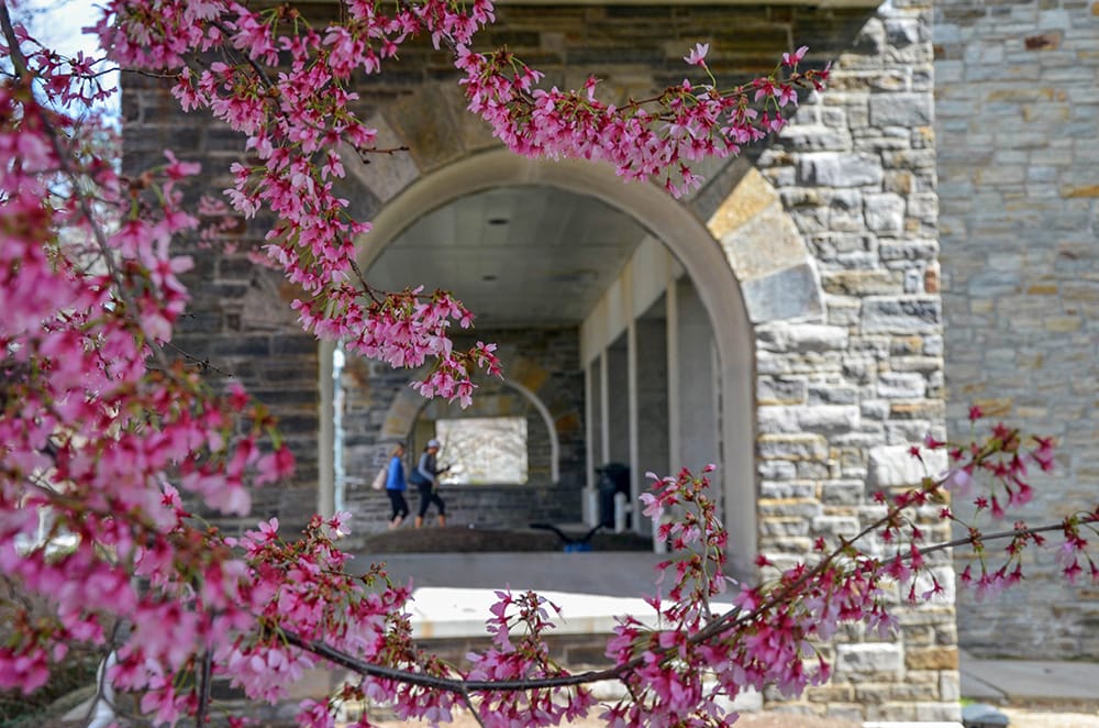 Cherry blossoms hang down in front of arches, where students can be seen walking in the background