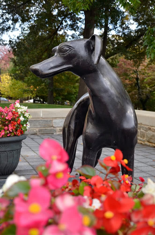 A bronze greyhound statue with red flowers in the foreground