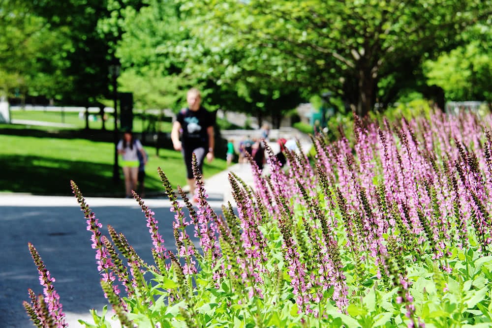 Flowers in the foreground with students walking in the background