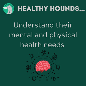 Green background with text that says healthy hounds understand their mental and physical health needs with image of brain