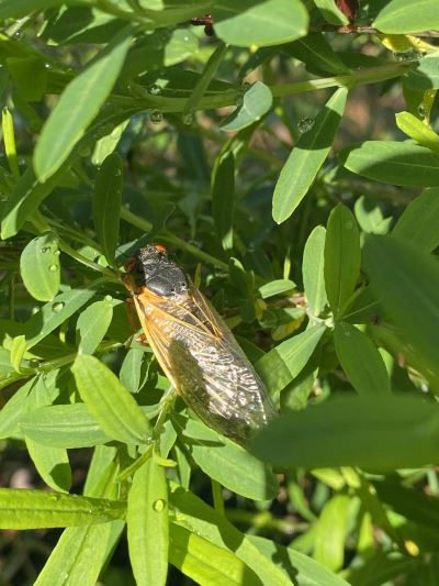 Magicada septendecim cicada