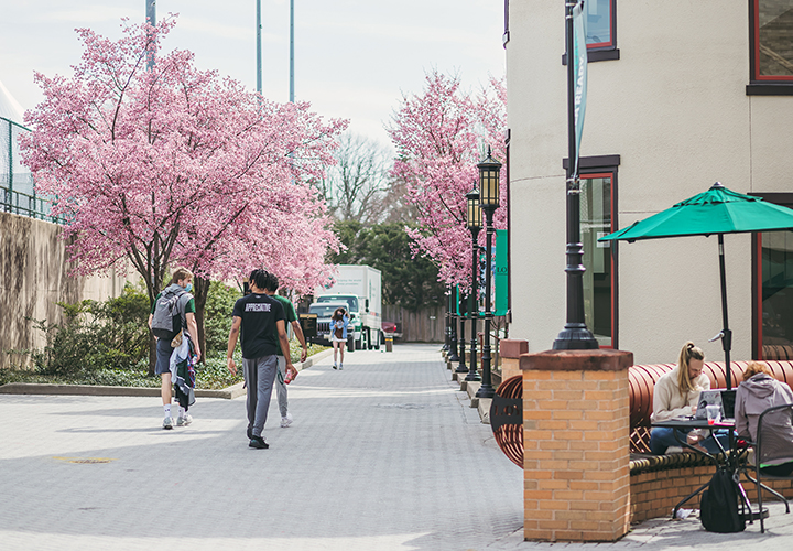 Students walking under the cherry blossom trees on the Evergreen campus 