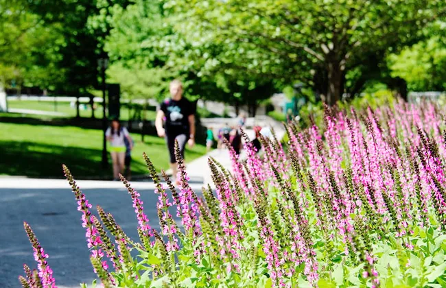 Purple flowers with students talking in the background