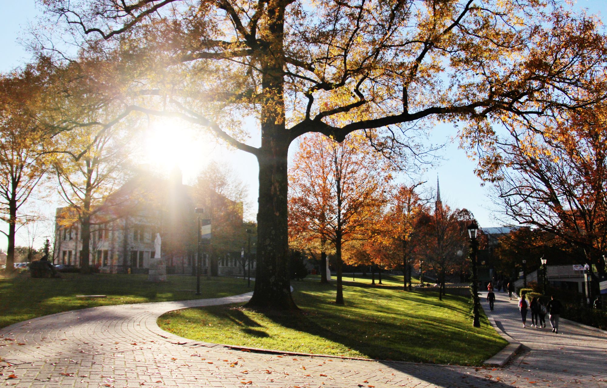 The sun shines through the autumnal leaves of a tree on the campus of Loyola University Maryland