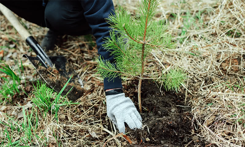 A person planting a pine tree sapling