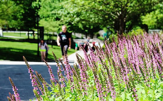 Purple flowers with students talking in the background