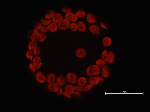 arabidopsis