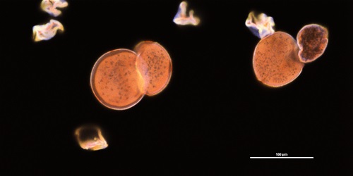 rose pollen