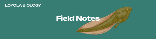 Field notes header