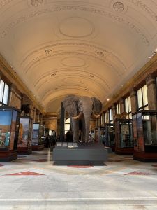 elephant in museaum summer semester 