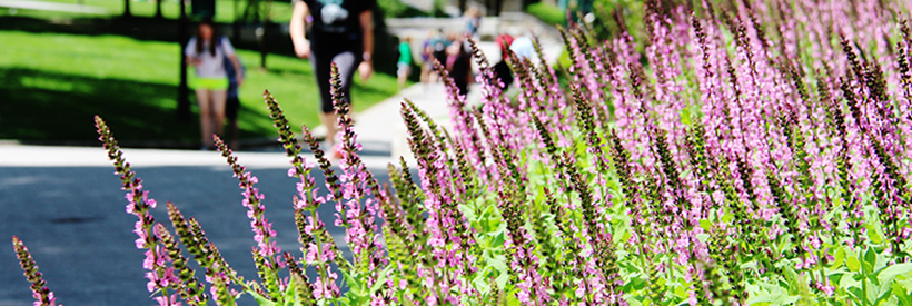 Spring flowers on the Quad