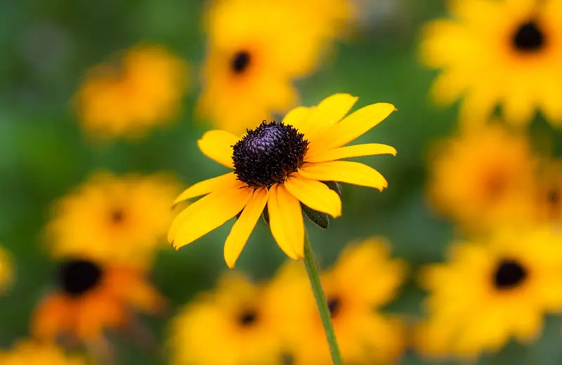 Close-up shot of a single Black-Eyed Susan flower