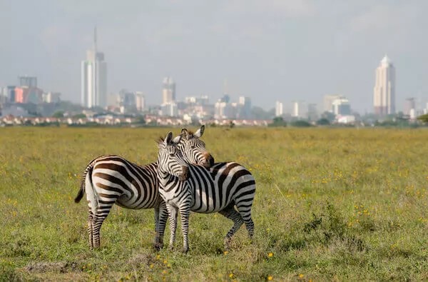 zebras in Nairobi National Park 