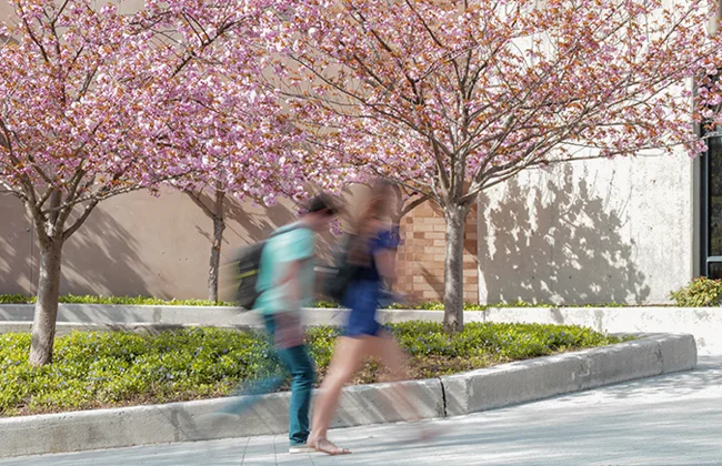 Students walk past small, blooming cherry trees