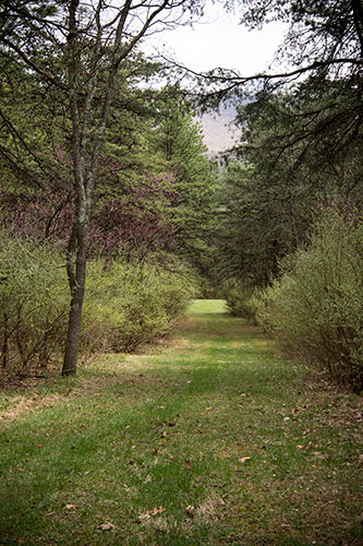 Tree lined path