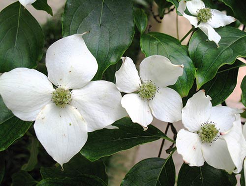 Chinese Dogwoods