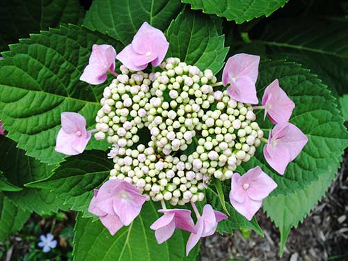 Pink flower