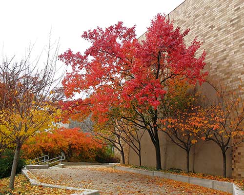 Red and orange trees