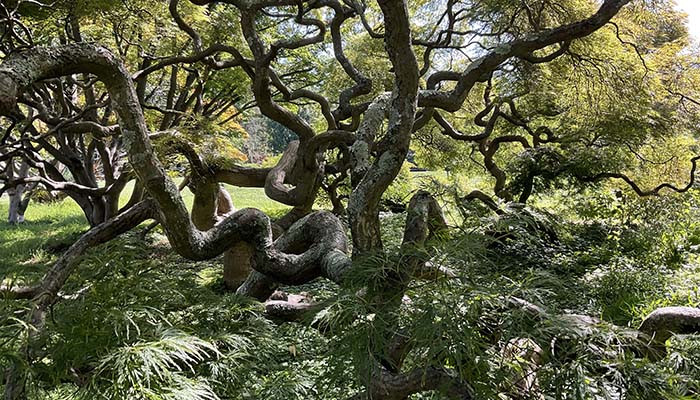 Arboretum at Loyola