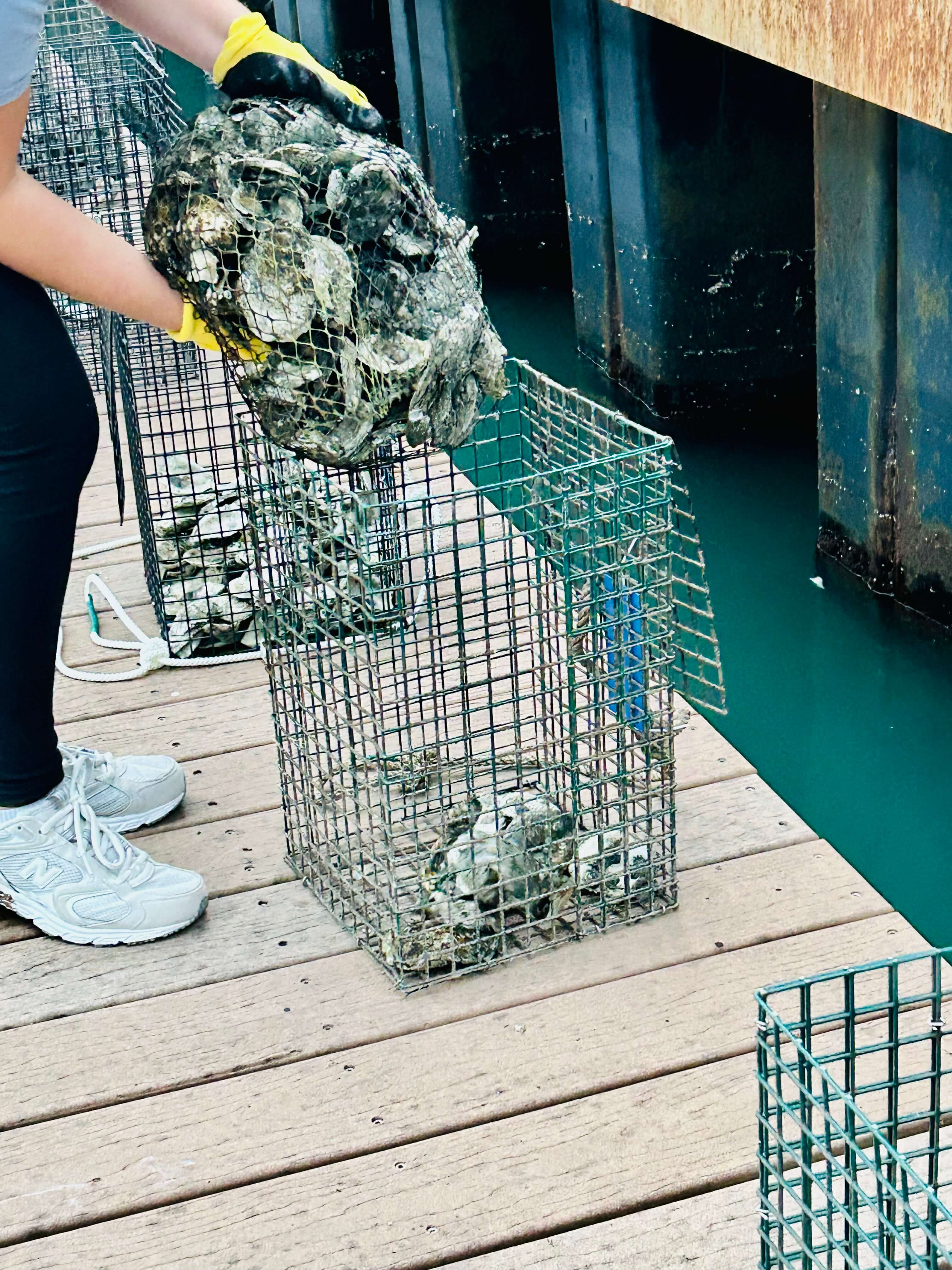 Oyster Garden