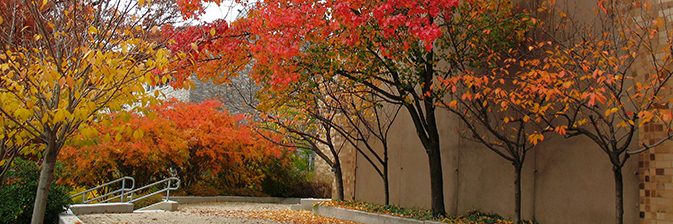 Trees turning color