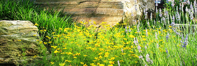 Flower and rock garden