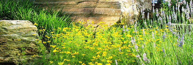 Flower and rock garden