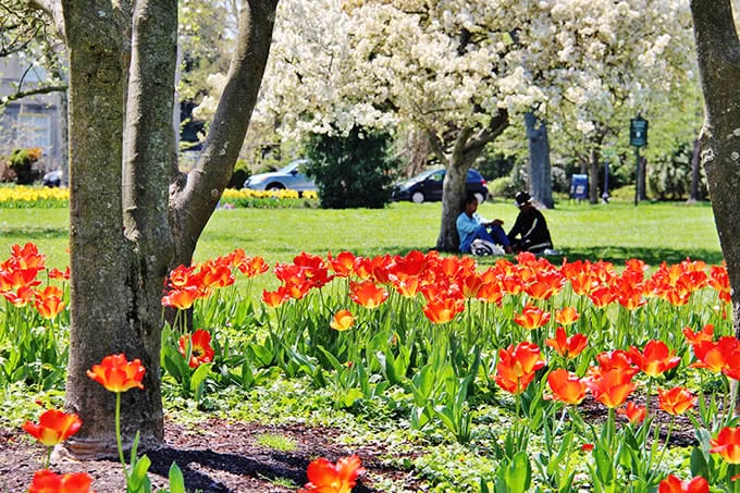 Red tulips and visitors at Sherwood Gardens