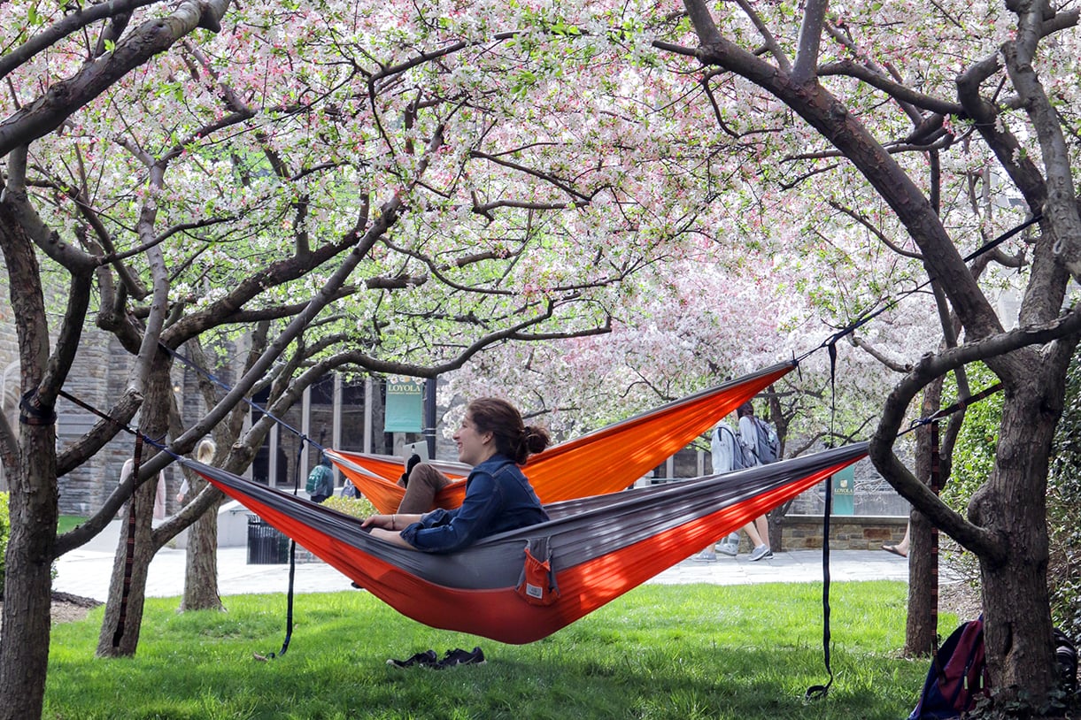 A student relaxes on a hammock hanging between trees with pink flowers in the spring